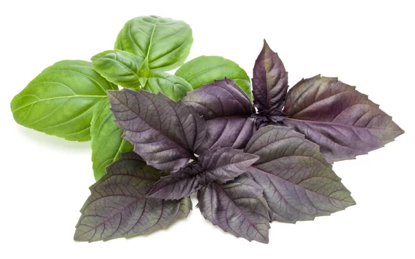 Fresh green and red basil herb — Stock Photo, Image