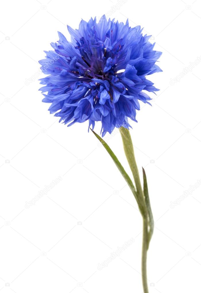 Blue Cornflower Herb 