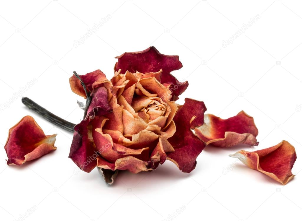 dried rose flower head 