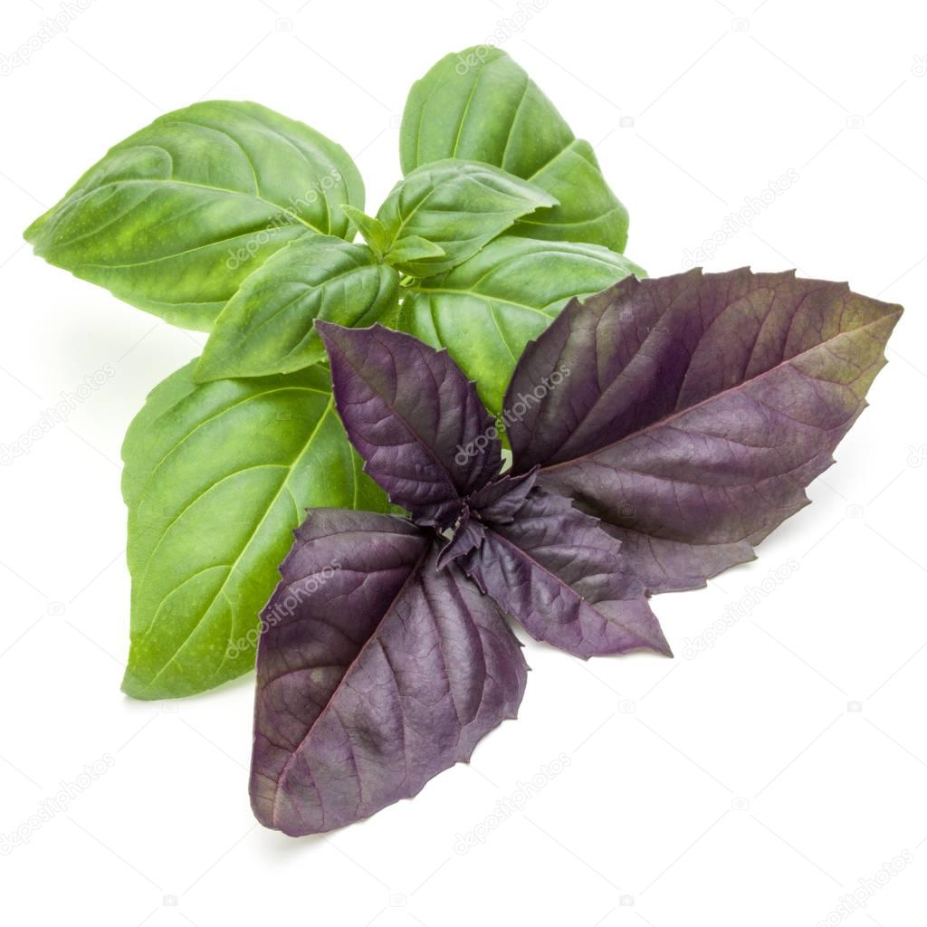 fresh green and red basil herb 
