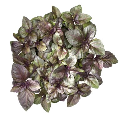 Tatlı mor fesleğen yaprağı 