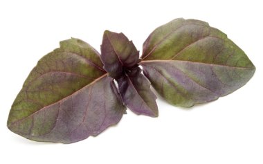 Kırmızı fesleğen bitki yaprakları