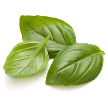 Fesleğen bitki yaprakları