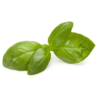 Fesleğen bitki yaprakları