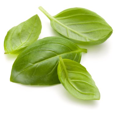 Fesleğen bitki yaprakları