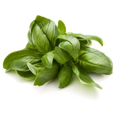 Fesleğen bitki yaprakları