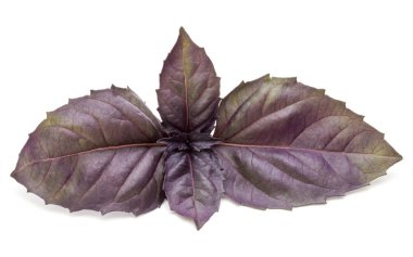 Kırmızı fesleğen bitki yaprakları