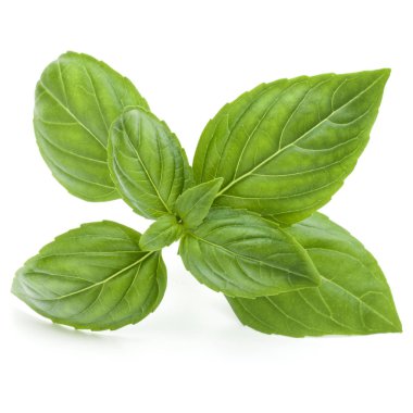 Taze yeşil fesleğen