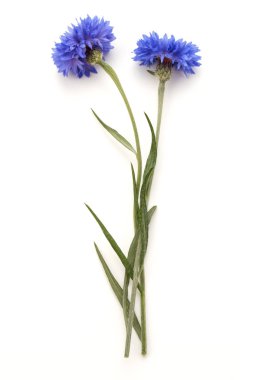 Blue Cornflower Herb clipart