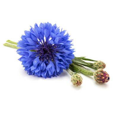Blue Cornflower Herb clipart