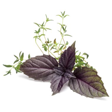 Kırmızı fesleğen bitki yaprakları