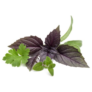 taze maydanoz bitki yaprakları