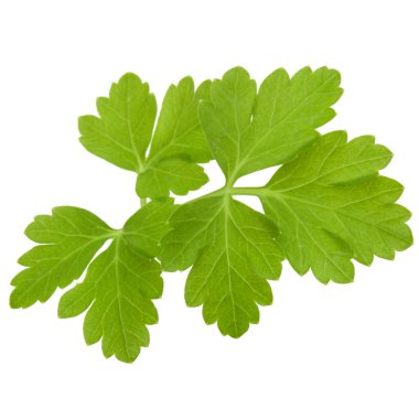 taze maydanoz bitki yaprakları