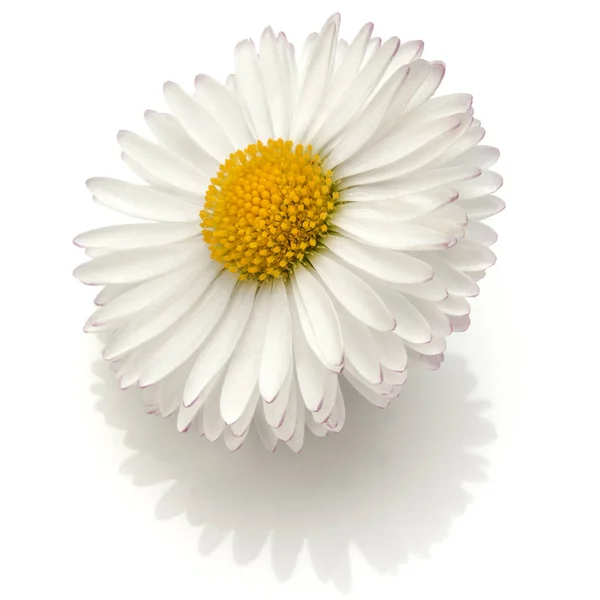 Smuk enkelt daisy blomst - Stock-foto