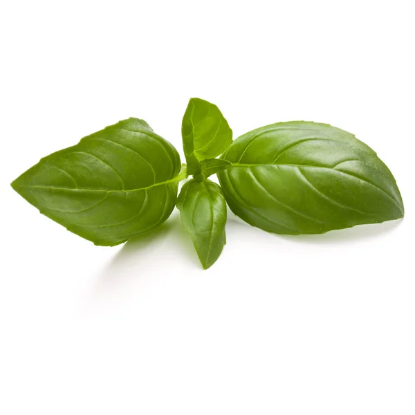 Sweet basil liści zioło — Zdjęcie stockowe