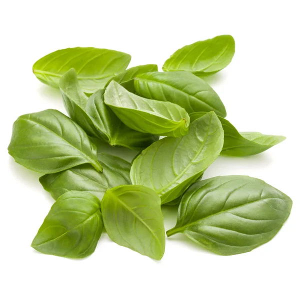 Sweet basil liści zioło — Zdjęcie stockowe