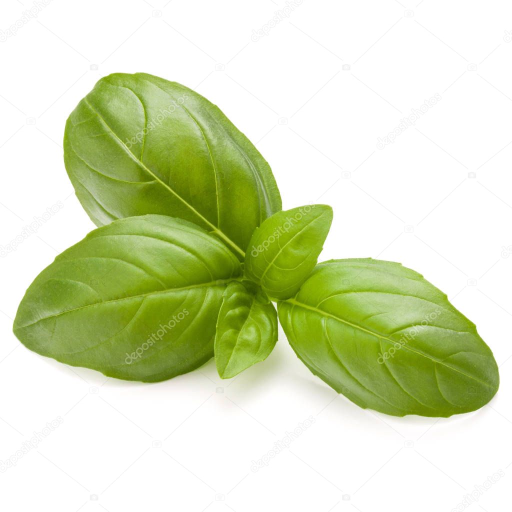 Sweet basil herb leaves