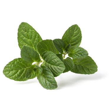 Fresh mint herb leaves clipart