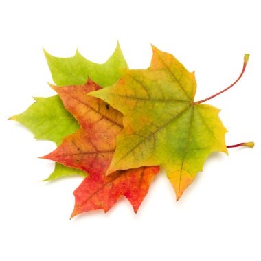 Renkli sonbahar yaprakları