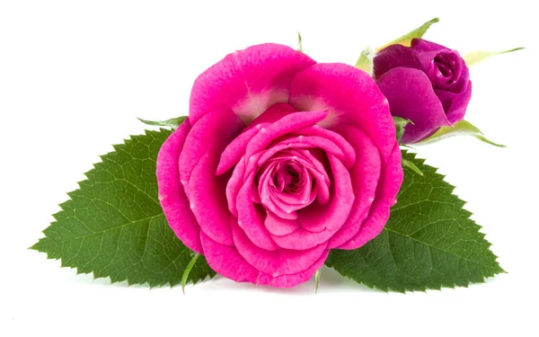 Rózsaszín rózsa virág — Stock Fotó