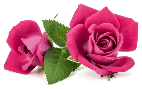 粉红玫瑰鲜花花束 — 图库照片