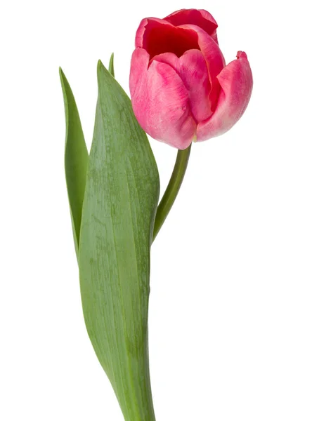 Flor de tulipa rosa — Fotografia de Stock