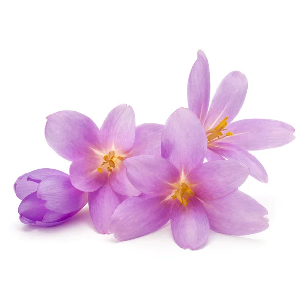 Lilac crocus flower petals — Stock Photo, Image