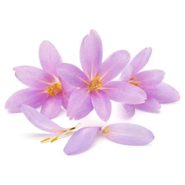 Pétalas de flor de croco lilás — Fotografia de Stock