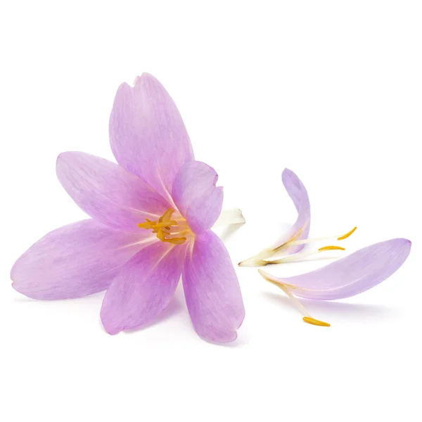 Lila crocus virágszirmok — Stock Fotó