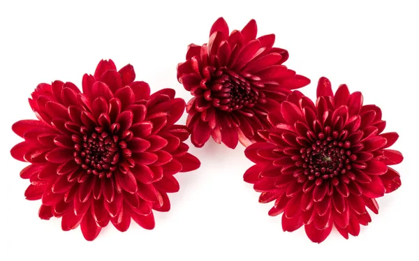 Fleurs de chrysanthème rouge — Photo