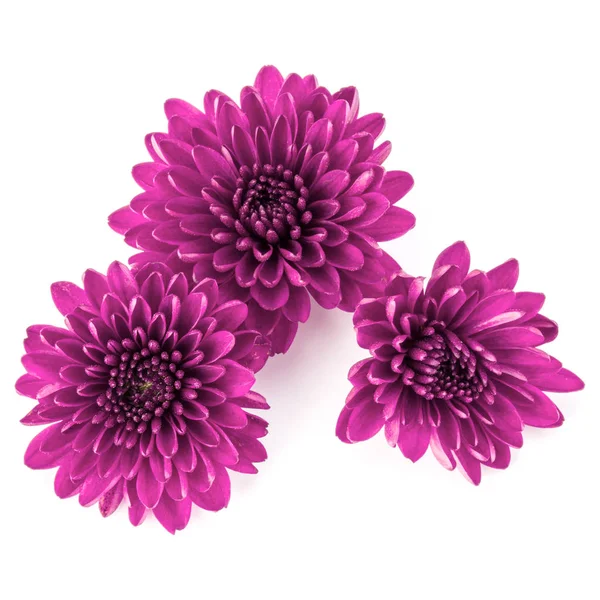 Fleurs de chrysanthème lilas — Photo