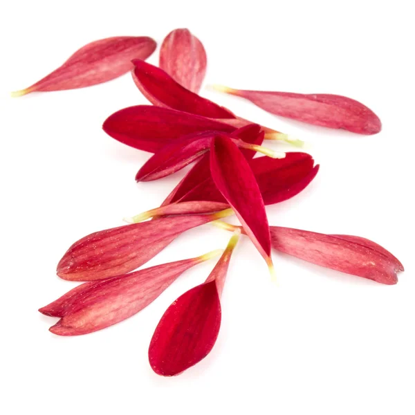 Petali di fiori di crisantemo — Foto Stock
