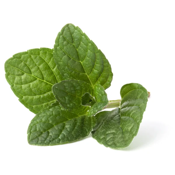 Fresh mint herb leaves — Stock Photo, Image