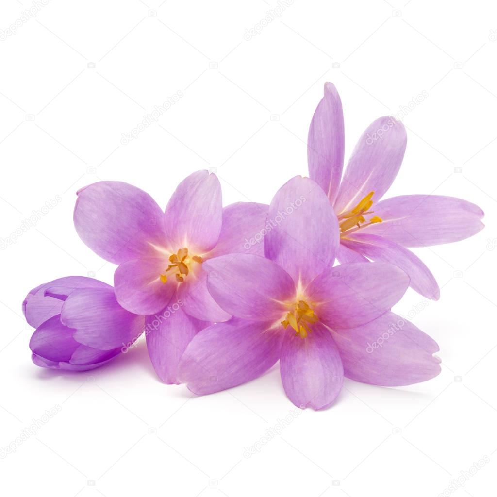 lilac crocus flower petals