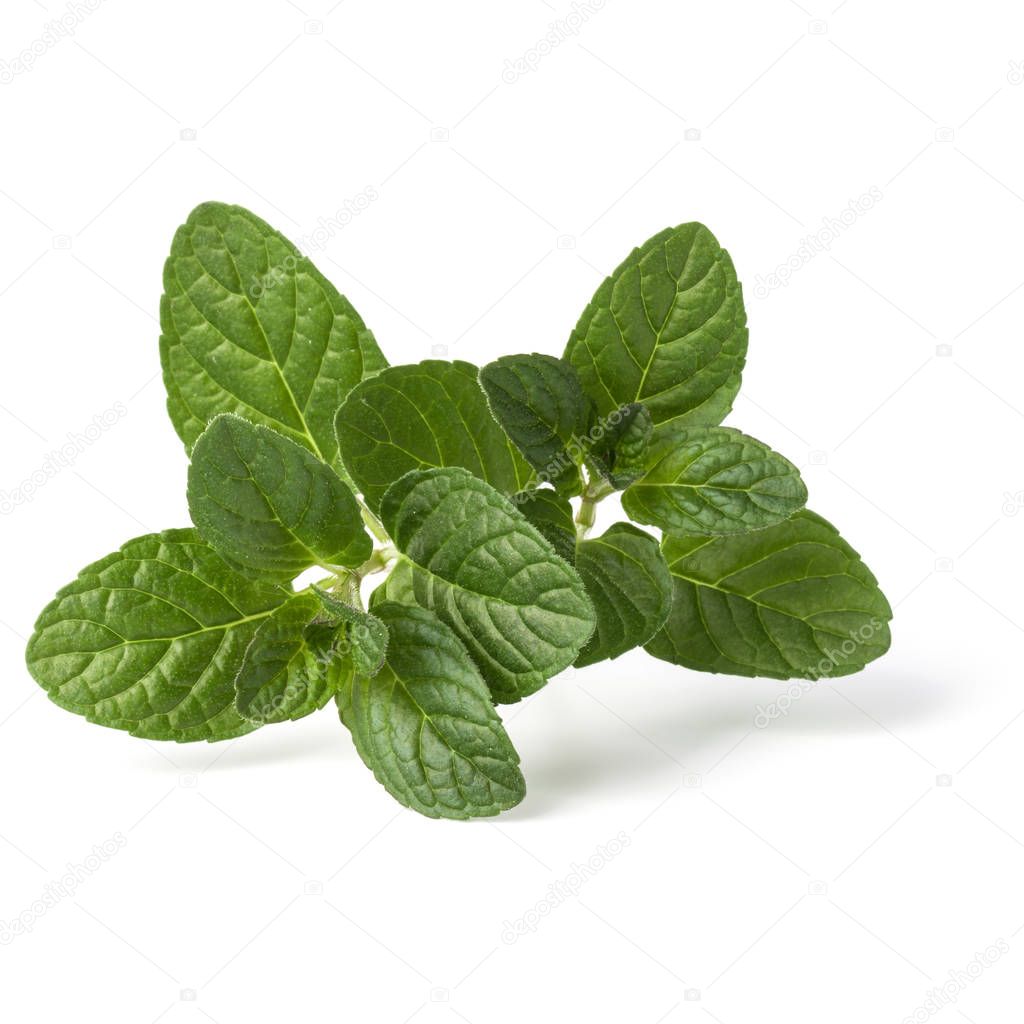 Fresh mint herb leaves