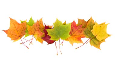 Sonbahar akçaağaç yaprakları