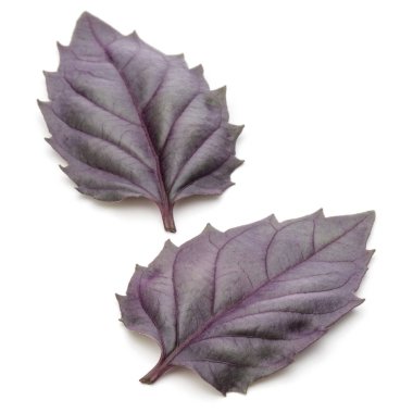 taze kırmızı fesleğen bitki yaprakları