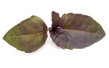 fesleğen bitki yaprakları