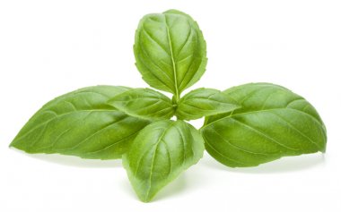 fesleğen bitki yaprakları