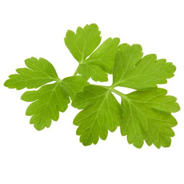 taze maydanoz bitki yaprakları