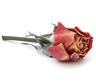 kurutulmuş gül çiçek kafa