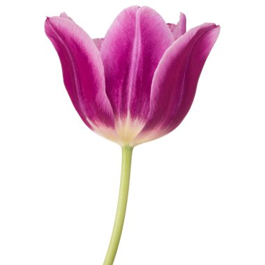 Lila Lale çiçek kafa