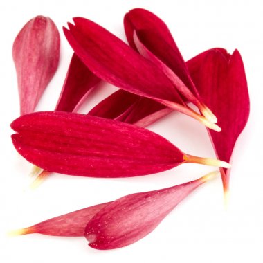 Kırmızı krizantem çiçek yaprakları