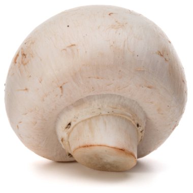 beyaz izole champignon