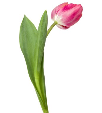 Bir pembe lale çiçeği.