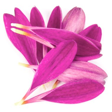 Lila krizantem çiçek yaprakları