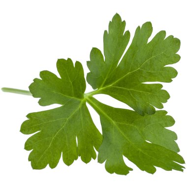 taze maydanoz bitki yaprakları