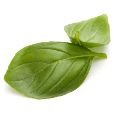 fesleğen bitki yaprakları