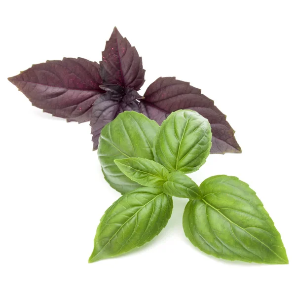 Basil herb leaves — Stock Photo, Image