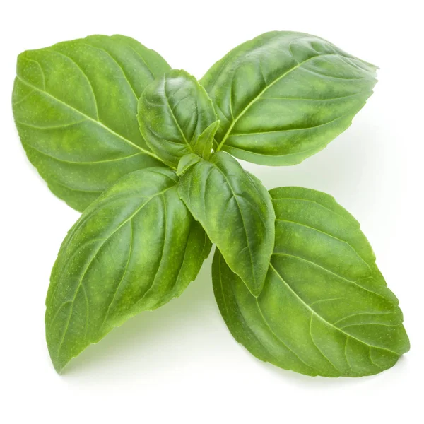 Daun Basil Herb — Stok Foto